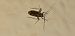 Phytocoris tiliae © Michele Cento