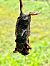 Souris domestique (M.m.domesticus)  - Roman Monnier