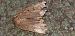 Amphipyra tragopoginis  - Michele Cento