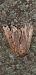 Amphipyra tragopoginis  - Michele Cento