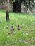 Grey Partridge 