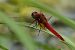 Crocothémis écarlate (Crocothemis erythraea) © Roman Monnier