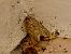 Spodoptera exigua © Maria Rita Gelso
