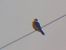 Red-footed Falcon  - Rafał Walczybok