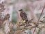 Whinchat  - Tomasz Doroń