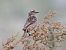 Whinchat  - Tomasz Doroń