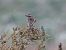Whinchat  - Tomasz Doroń
