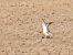 European Golden Plover  - Kacper Mikulski