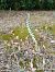 Spiranthes spiralis (Spiranthe d'automne) © Alain Falvard