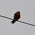 Red-footed Falcon  - Paweł Zaniecki