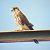 Common Kestrel (Falco tinnunculus) © Ferran Pujol