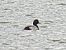 Greater Scaup  - Kacper Mikulski