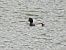 Greater Scaup  - Kacper Mikulski