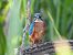 Common Kingfisher  - Kacper Mikulski