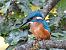Common Kingfisher  - Kacper Mikulski