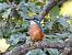 Common Kingfisher  - Kacper Mikulski