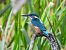 Common Kingfisher  - Kacper Mikulski