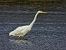 Great Egret  - Kacper Mikulski