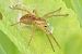 Dolomedes sp. © Roman Monnier