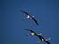 Fenicottero (Phoenicopterus roseus) © Dolores de Maria