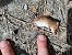 Rat des moissons (Micromys minutus) © Guillaume Quesnel