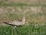 Pittima minore (Limosa lapponica) © Enrico Carta