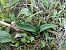 Anacamptis pyramidalis  - Alain Falvard