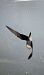 Black-winged Pratincole  - Tomasz Górny