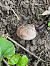 Helix pomatia © Maria Rita Gelso