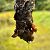 Souris domestique (M.m.domesticus)  - Roman Monnier