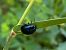 Chrysolina oricalcia © Maria Rita Gelso