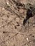 Conill, conill de bosc (Oryctolagus cuniculus) © Josep Palet
