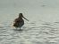 Pittima minore (Limosa lapponica) © Enrico Castellucci