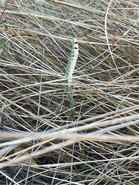 Spiranthes spiralis  - Florent de Gasperis