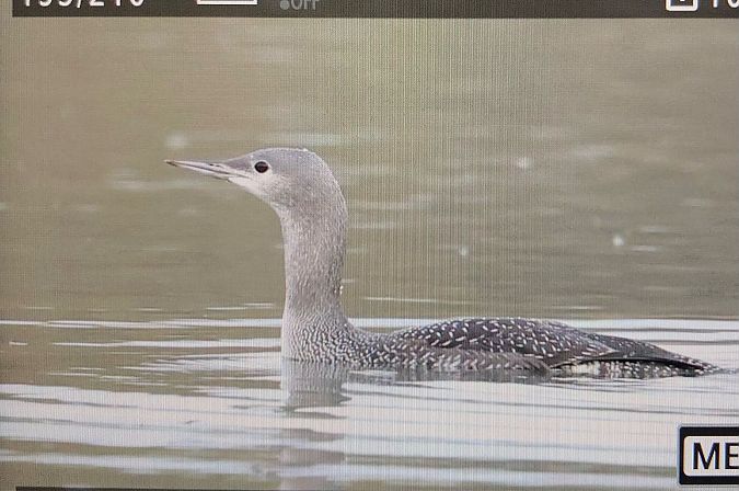 Sterntaucher  - Ryszard Dworak