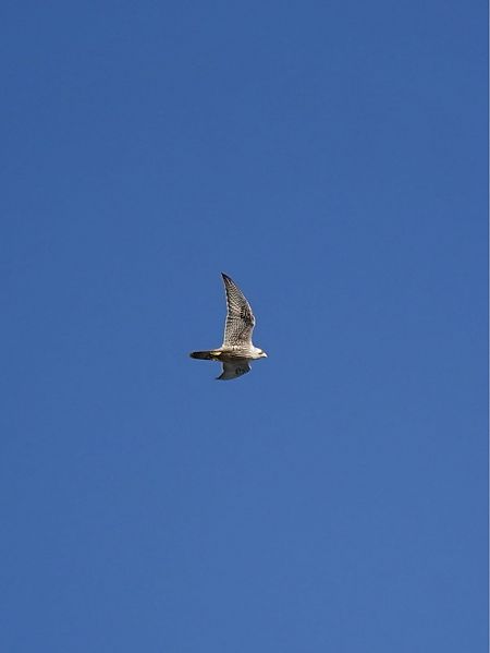 Faucon pèlerin  - Mateusz Gutowski