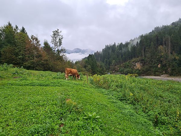 Asclepias syriaca  - Ilaria Antoniutti (FVG)