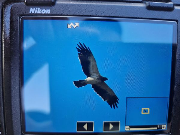 Zwergadler  - Dawid Fikus