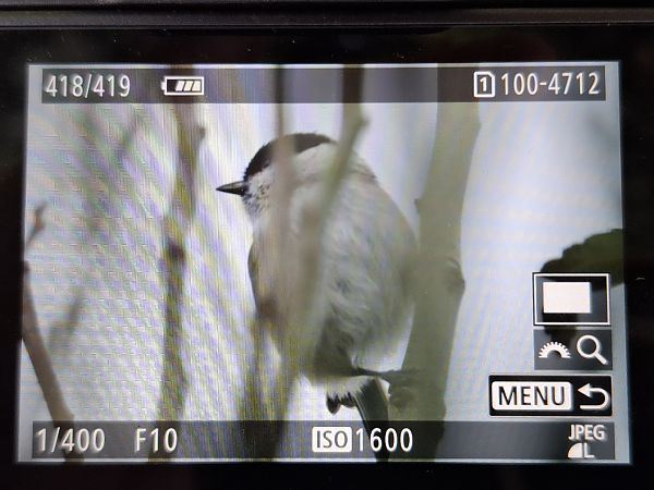 Mésange nonnette  - Tomasz Doroń