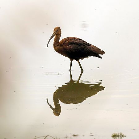 ibis kasztanowaty  - Damian Mikulski