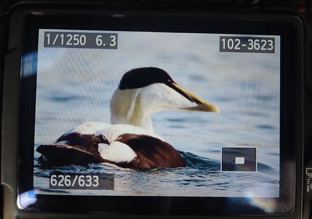 Eider à duvet  - Marc Torra Massana