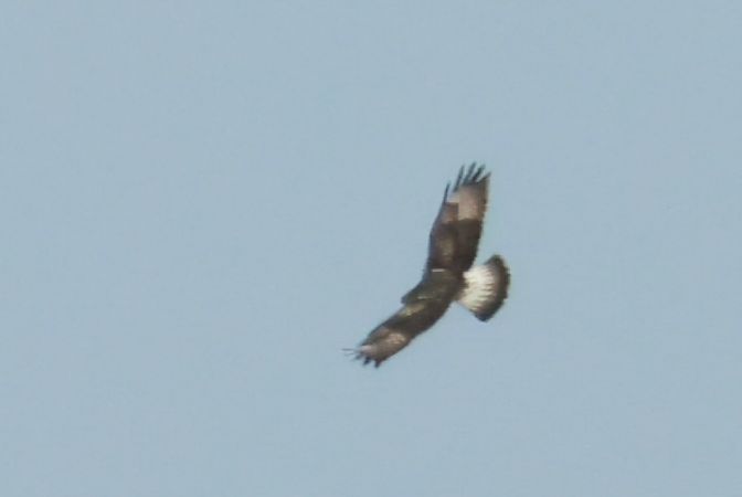 Raufußbussard  - Axel Bräunlich