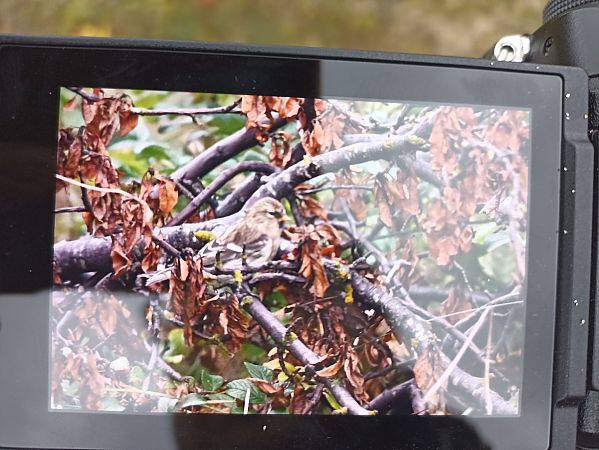 czeczotka  - Oliwier Myka