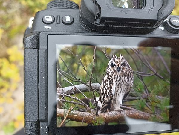 uszatka błotna  - Oliwier Myka