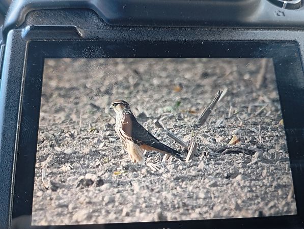 Merlin  - Rafał Fudalej