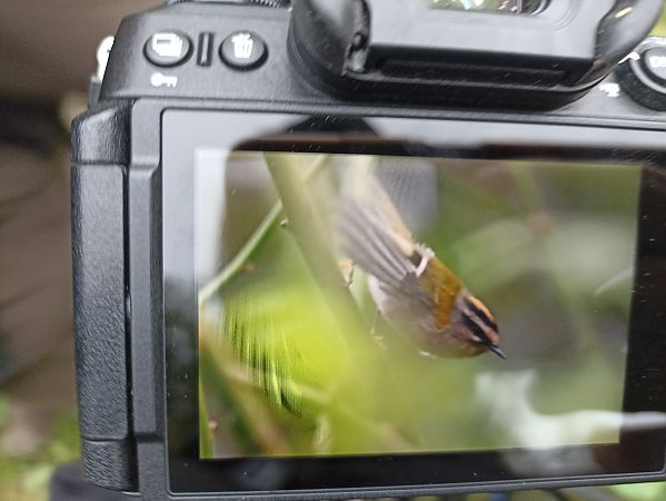 Roitelet à triple bandeau  - Oliwier Myka