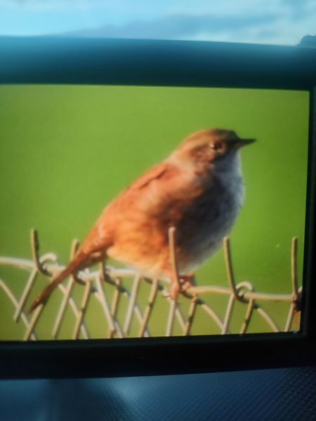 Accenteur mouchet  - Roman Kempa