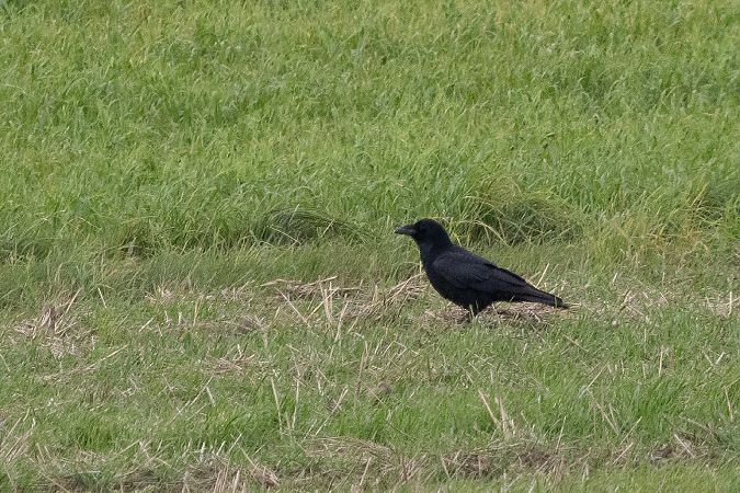 Carrion Crow  - Katarzyna Szałas
