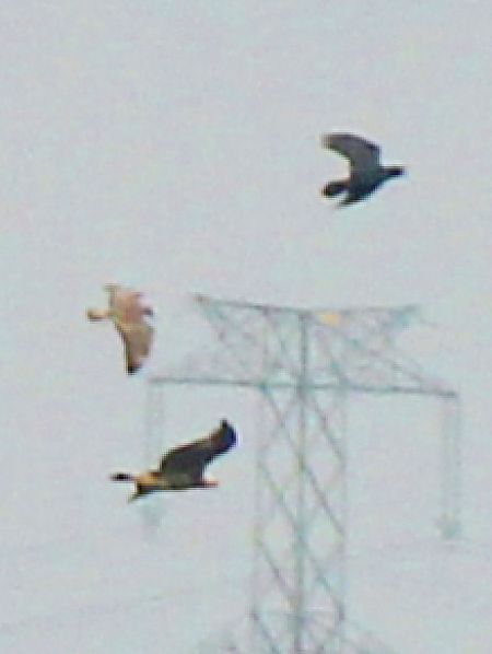 Steinadler  - Łukasz Budny