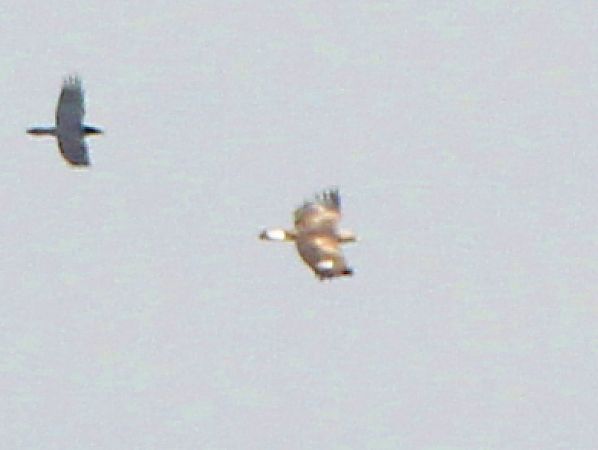 orzeł przedni  - Łukasz Budny